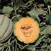 Orange Sherbet Melon Seeds CA63-20_Base