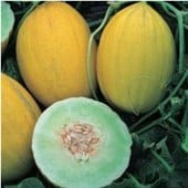 Rugoso di Cosenza Giallo Melon Seeds CA55-20_Base