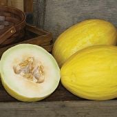 Yellow Canary Melons CA35-20