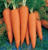 Danvers 126 Carrot Seeds CT3-750_Base