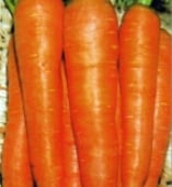 Flakkee Carrot Seeds CT48-750_Base