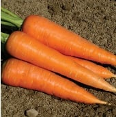 Hercules Carrot Seeds CT53-750_Base