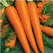 Imperator 58 Carrot Seeds CT9-750_Base