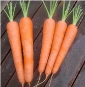 Kuroda Long Carrots CT21-100