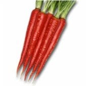 Kyoto Red Carrots CT47-100