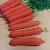 Nantes Mini Core Carrot Seeds CT46-750_Base