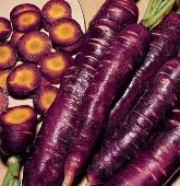 Purple Dragon Carrots CT5-100