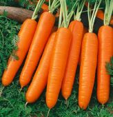 Scarlet Nantes Carrots CT13-100