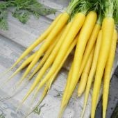 Yellow Carrots