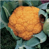 Cheddar Cauliflower CF13-25