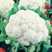 Early Snowball Cauliflower Seeds CF2-500_Base