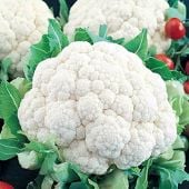 Snowball Y Improved Cauliflower Seeds CF8-500_Base