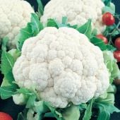 Snowball Self Blanching Cauliflower Seeds CF15-500_Base
