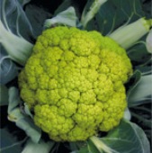 Verdi Cauliflower CF18-25_Base