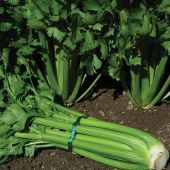 Tall Utah 52-70R Improved Celery CL3-100
