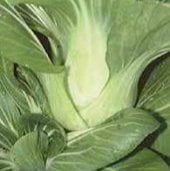 Ching Chiang Chinese Cabbage CB10-50