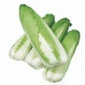 Green Rocket Chinese Cabbage CB59-50