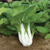 Joi Choi Chinese Cabbage Seeds CB23-250_Base