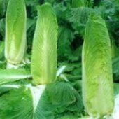 Monument Chinese Cabbage Seeds CB26-250_Base