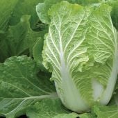 Rubicon Chinese Cabbage Seeds CB29-250_Base