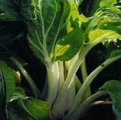Taisai Chinese Cabbage CB18-50