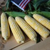 American Dream Corn Seeds CN61-50_Base