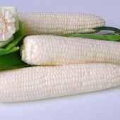 Argent Corn Seeds CN51-50_Base