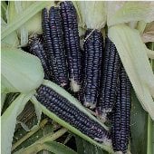 Black Aztec Corn CN46-50
