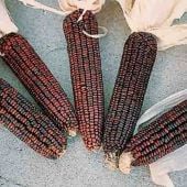 Bloody Butcher Corn Seeds CN9-50_Base