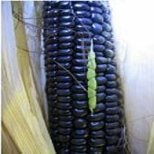 Blue Corn Seeds CN59-50_Base