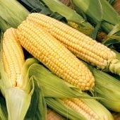 Bodacious Corn CN32-50