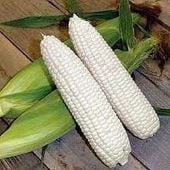 Boone County White Corn Seeds CN64-50_Base