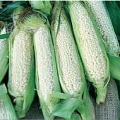 Country Gentleman Corn Seeds CN48-50_Base