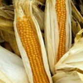 Creme Puff Corn Seeds CN12-50_Base