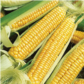 Golden Bantam Corn Seeds CN30-50_Base