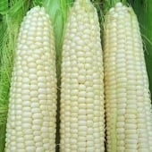 Hickory King Corn Seeds CN1-50_Base