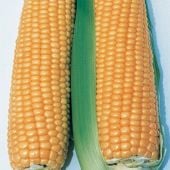 Illini Xtra Sweet Corn Seeds CN16-50_Base