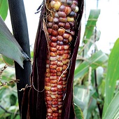 Seneca Red Stalker Corn Seeds CN39-50_Base