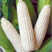 Trucker's Favorite White Corn Seeds CN44-50_Base