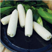 Whiteout Corn CN60-50