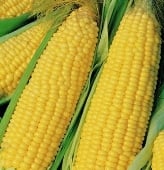 Corn, Corn Seeds