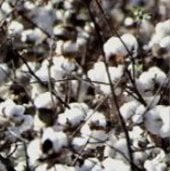 American Upland Cotton CO1-20