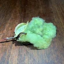 Arkansas Green Lint Cotton CO4-5