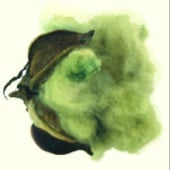 Erlene's Green Cotton Seeds CO3-5_Base
