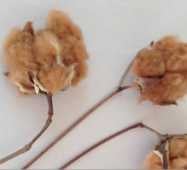 Mississippi Brown Cotton Seeds CO9-5_base