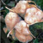 Nankeen Brown Cotton Seeds CO2-5_Base