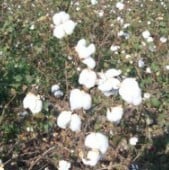 Rajhans White Cotton Seeds CO5-5_Base