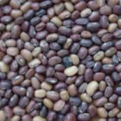Iron & Clay Cowpea Seeds BN127-50_Base
