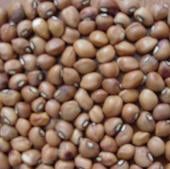 Mississippi Purple Cowpea Seeds BN132-50_Base