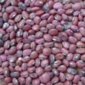 Red Ripper Cowpea Seeds BN137-50_Base